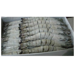 Camarones Tigre HOSO Congelados - Proveedor Mayorista de Camarones Tigre HOSO a Granel - Product Image 4