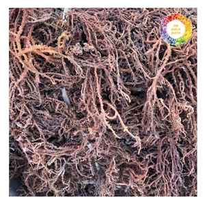 Type Eucheuma d'algues cottoni séchées au soleil de qualité supérieure du Vietnam Idéal pour la fabrication de carraghénanes à l'exportation et l'utilisation d'aliments santé - Product Image 5