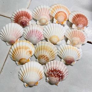 Coquilles de pétoncles naturelles Ms Sophie en vrac pour mariage, décoration intérieure et événements - Product Image 1