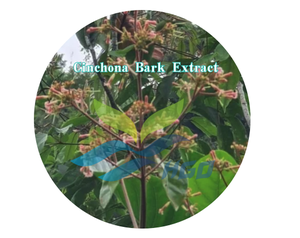 HGO Fournisseur direct d'usine d'extrait pur et naturel d'écorce de quinquina, qualité alimentaire, spécifications 5:1 10:1 20:1 - Product Image 2