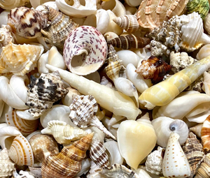 กระเป๋าเปลือกหอยตกแต่งธรรมชาติขัดเงาสินค้าพรีเมี่ยมจากเวียดนามจัดส่งรวดเร็วโรงงานเครื่องประดับ DIY ส่งตรงจากโรงงานทั่วโลก - Product Image 6