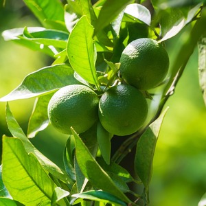 Verna citron frais meilleur prix de gros Verna citron frais en vrac saveur naturelle fraîche idéale pour presser et rafraîchir les boissons - Product Image 2