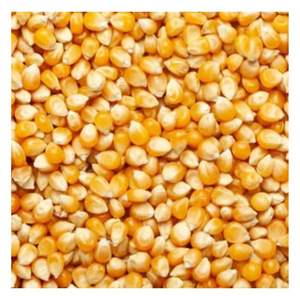 Maíz amarillo no glutinoso de alta calidad Estilo seco Almacenamiento congelado Todo listo para comer en cantidad a granel para cocinar y refrigerios - Product Image 2