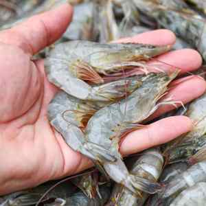 Probiotiques de santé d'intestin de matière première de bambou pour l'élevage de crevettes - Product Image 5