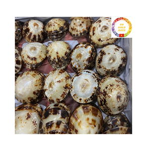 Gobelet à vin en coquille naturelle personnalisé pour la décoration de mariage de plage et les idées de service de cocktails exotiques - Product Image 3