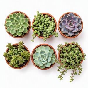 Set di 6 <span class=keywords><strong>Piante</strong></span> Succulente Vive Assortite in Vasi di Terracotta per Decorazione Casa, Ufficio e Giardino Interno - Product Image 1
