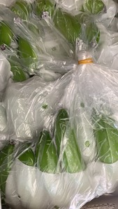 Premium Fresh Cavendish Banana 100% orgánico verde con el mejor precio de exportación directamente de Vietnam Farms - Product Image 5