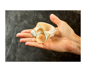 Anneaux de serviette de qualité supérieure sur le thème de la plage du Vietnam pour les acheteurs - Anneaux de serviette décoratifs en coquillages naturels sur le thème de la plage pour les événements - Product Image 6