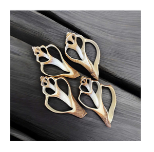 Coupes en spirale de coquillages pour la décoration de mariage, la conception de maison côtière et l'approvisionnement en coquillages artisanaux en vrac - Product Image 1