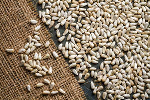 Graines de Carthame Biologiques Certifiées de Qualité Supérieure |   pour l'extraction d'huile et l'alimentation des oiseaux |   Origine ZA |   Sacs en plastique |   Exportateur - Product Image 2