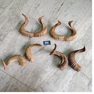 ชุดสำหรับจัดแสดงของตกแต่งแบบแขวนติดผนังสไตล์ธรรมชาติ (แตรแกะธรรมชาติ) สำหรับตกแต่งชนเผ่า - Product Image 1