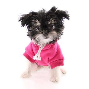 Nouveaux sweats à capuche pour chiens personnalisés de luxe Sweatshirts en coton de taille moyenne Manteaux pour chiens personnalisés à la mode Vêtements et vêtements - Product Image 2