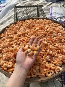 กุ้งแห้งพรีเมียม - วัตถุดิบปรุงรสกุ้ง - ผู้ผลิตอาหารทะเล - Product Image 4