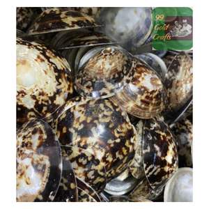 CONCHAS DE LIMPET NATURALES PULIDAS HECHAS EN VIETNAM PARA ARTESANÍA ECOLÓGICA, DECORACIÓN DEL HOGAR Y FINES DE ACCESORIOS DE ENFERMERÍA - Product Image 6
