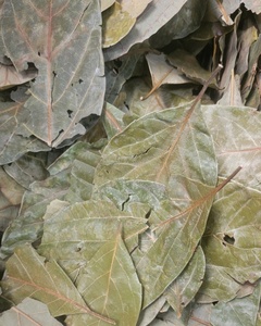 Feuilles d'avocat séchées en vrac |   INGRÉDIENT DE THÉ AUX HERBES - Product Image 2