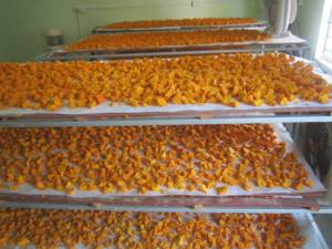 Polvo de cúrcuma natural de alta calidad 100% del fabricante y exportador de especias de Vietnam Reputation - Product Image 4