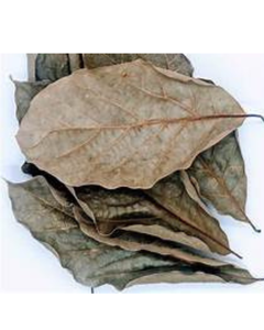 HOJAS DE AGUACATE SECAS DE ALTA CALIDAD PARA EQUILIBRIO DE SALUD NATURAL ETIQUETA LIMPIA HIERBAS BOTÁNICAS - Product Image 1