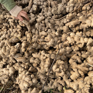 Jengibre amarillo fresco al por mayor | Producto natural de Vietnam de alta calidad - Product Image 6