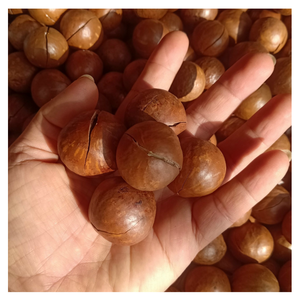 Venta al por mayor de nueces de macadamia con cáscara, grado premium, cosecha natural, granja, calidad fresca, embalaje puro y saludable para exportación - Product Image 2