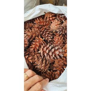Véritables cônes de pin naturelles séchées pour décorations de vacances Pomme de pin en vrac pour l'artisanat Centres de table rustiques pour la maison et le mariage - Product Image 4