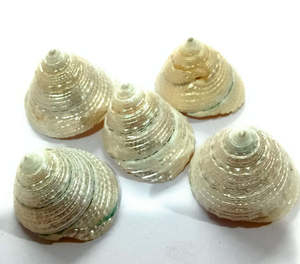 Natural Pearl Shankh <b>for</b> <b>Home</b> Temple <b>Mandir</b> Decor 1.5 Inch Vamavarti <b>for</b> Laxmi/Diwali Puja/<b>Pooja</b> Holiday Supplies - Product Image 3