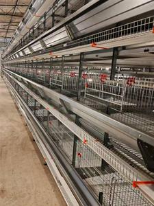 Offerta Speciale: Gabbie a Batteria Tipo H per Allevamento Polli Ovaiole, Attrezzatura per 10.000 Galline Ovaiole - Product Image 1