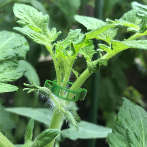 TG71407 Lot de 100 pinces de fixation pour tomates, pousses de haricots, tiges – Accessoire d'outillage de jardin - Product Image 6