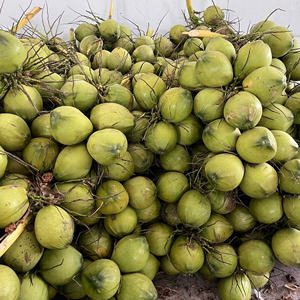 Cocos frescos jóvenes vietnamitas de Techmifood directo de Ben Tre Tropics 60 días de vida útil - Product Image 3