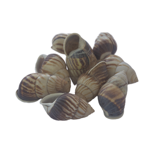 Nusa Penida verde Caracol mosaico joyería pequeño tipo concha motivo hecho a mano artesanías naturales - Product Image 2