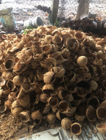 Coquilles de noix de coco de qualité supérieure pour l'exportation utilisées dans le charbon de bois de Shisha et l'artisanat de décoration intérieure