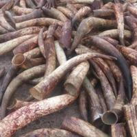Cornes de bufflonne et de vache vierges à pointe ronde, qualité eau claire, en vente/en gros