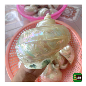 Coquillages marins naturels polis de la meilleure qualité, coquille de turbo en jade, coquille d'hermite/lambis truncata, coquille de turbo géante marmorata - Product Image 4