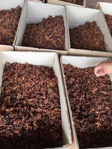 โป๊ยกั๊กเครื่องเทศหอมที่มีกลิ่นหอมและรสหวานเหมาะสำหรับเพิ่มซุปแกงซอสและขนมอบ - Product Image 5