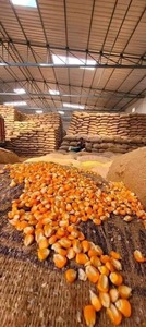 Exportation de maïs jaune séché de qualité, maïs jaune et blanc sans OGM/maïs pour la consommation humaine et l'alimentation animale, prix bon marché - Product Image 2