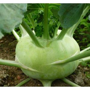 KOHLRABI SECO A PRECIO BARATO/NABO ALEMÁN/TRURNIP DE REPOLLO - Product Image 4