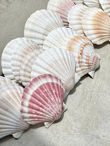 Conchas de vieira grandes y pulidas diseñadas para la presentación de alimentos gourmet y para servir en restaurantes elegantes de estilo mediterráneo. - Product Image 5