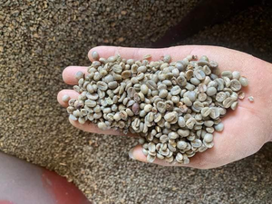 Granos de Café Verde Arábica y Robusta Sin Tostar a Precios Competitivos de un Productor Agrícola de Vietnam - Product Image 6