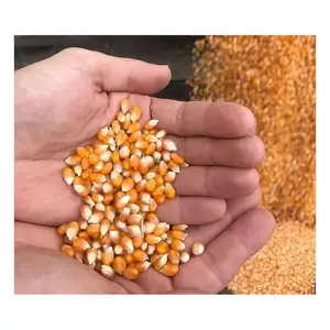 Красная Кукуруза для потребления человеком non gmo Желтая Кукуруза/кукурузная Кукуруза/попкорн и корм для животных