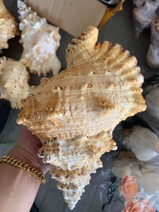 Frog Shell, Tutufa bubo Seashell, Lovely Big Sea Shell For Decoration, Party, Gift - Product Image 2