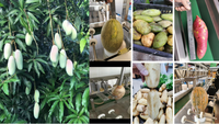 Haute qualité électrique pomme de terre poire éplucheur Orange citron mangue tomate patate douce Taro pastèque ananas épluchage découpeuse