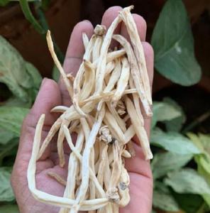 Chlorophytum borivilianum ในราคาขายส่ง - Product Image 2