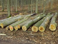 TOP vente bois de hêtre de haute qualité/bois/grumes-100% bois de hêtre naturel pour meubles, construction