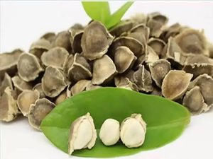 Graines de Moringa Sauvage Séchées Entières, Qualité Alimentaire, Naturelles, Biologiques et 100% Pures - Product Image 2
