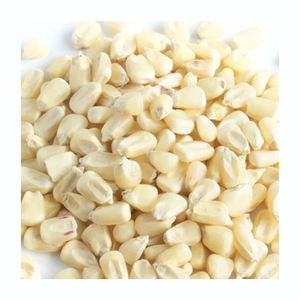 Maíz blanco de primera calidad al por mayor disponible para compradores mayoristas - Product Image 3