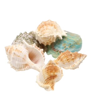 Concha de Caracol Turbo Hermit Crab Plateada y Verde, Operculum de Caracol, Conchas de Cauri, Concha Marina Natural de Luna, Decoración de Playa de Vietnam - Product Image 1