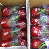 Fournisseur du meilleur fruit du dragon blanc frais doux petite peau origine naturelle quoi. app84972678053