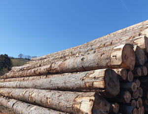 Premium Export-Grade Douglas Fir Construction-Quality Timber <b>Logs</b> for Building Projects - Product Image 3