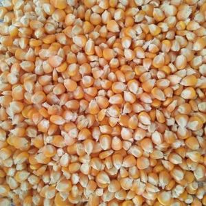 ข้าวโพดหวานแช่แข็งลดราคาพิเศษ/ ข้าวโพดหวานแช่แข็งธรรมชาติ 100% แบบทั้งลูก/ แบบหั่นครึ่ง/ ข้าวโพดแช่แข็งเกรดพรีเมียมสำหรับขาย - Product Image 3