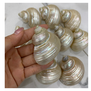 Hermosas conchas marinas Turbo Burgess de 4-6 cm para collar, pulsera, proyectos artesanales, Fiesta en la playa y Decoración de mesa de boda - Product Image 3