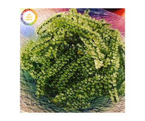 Uvas de mar verde de Vietnam-100% Uvas de mar naturales-Seamoss frescas de Vietnam-Uvas de mar tropicales frescas de alta calidad - Product Image 1